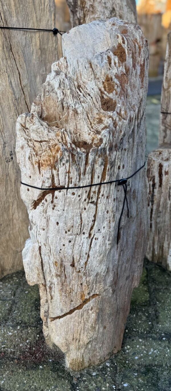 Lápida madera petrificada 58179
