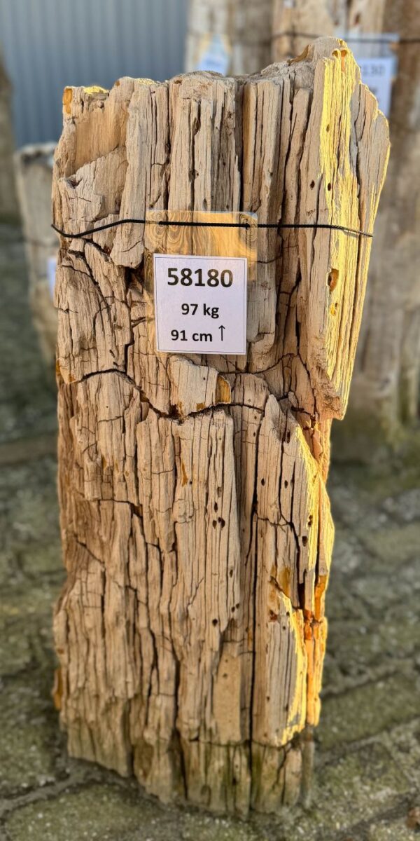 Lápida madera petrificada 58180