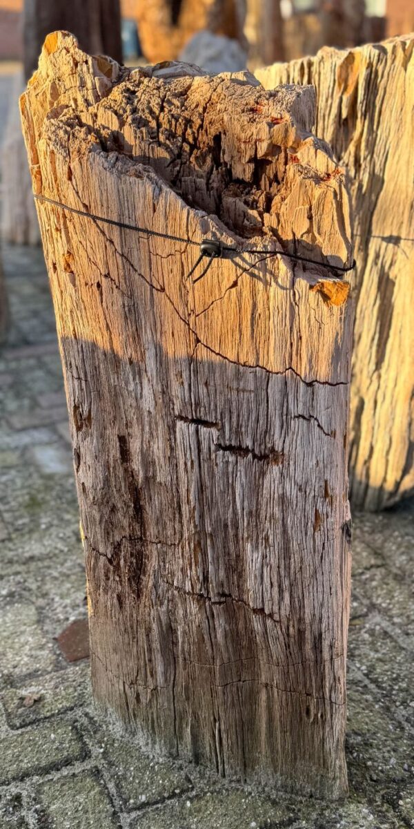 Lápida madera petrificada 58180