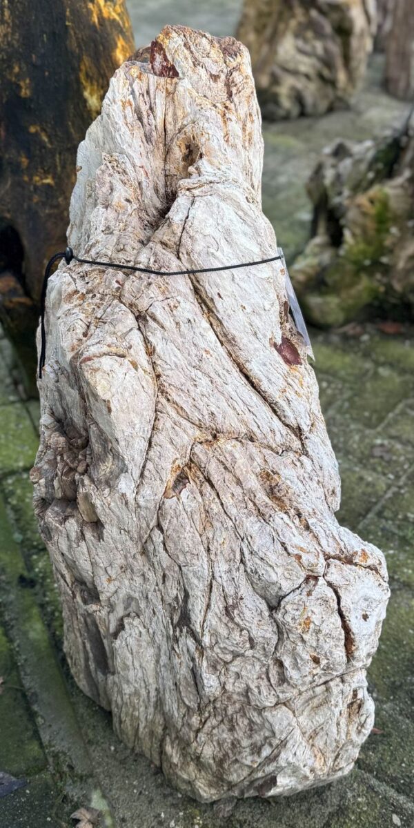 Lápida madera petrificada 58181