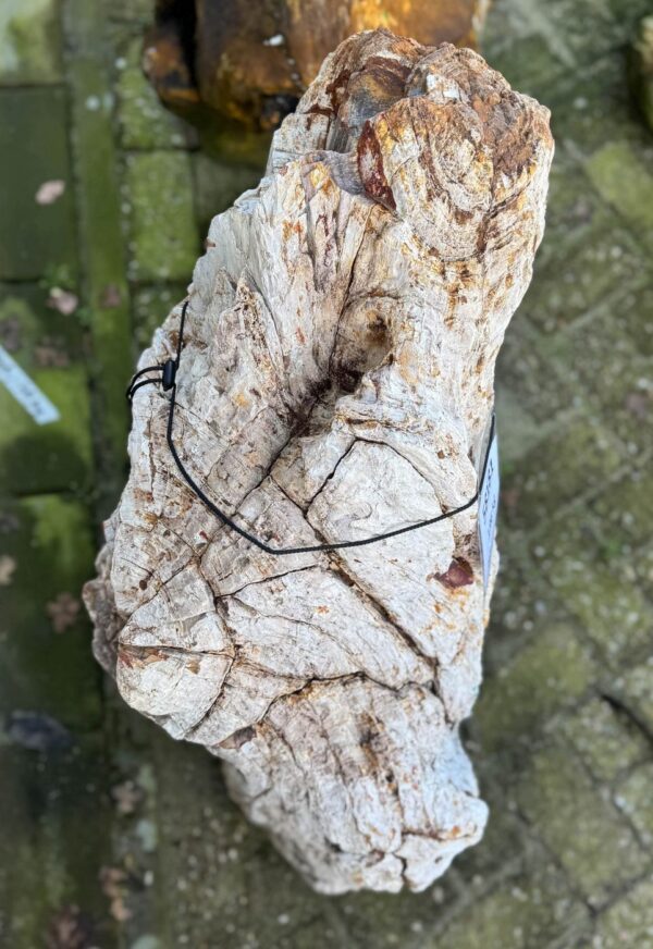 Lápida madera petrificada 58181
