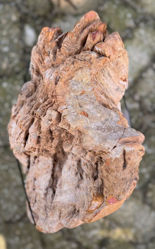 Lápida madera petrificada 58191