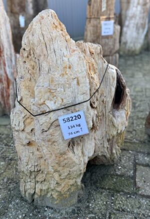 Lápida madera petrificada 58220