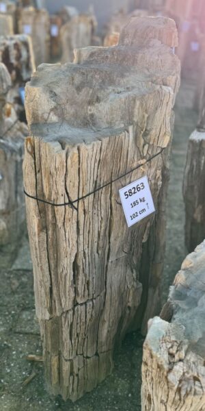 Lápida madera petrificada 58263