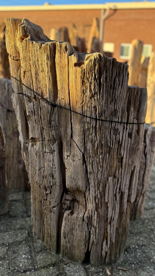 Lápida madera petrificada 58263