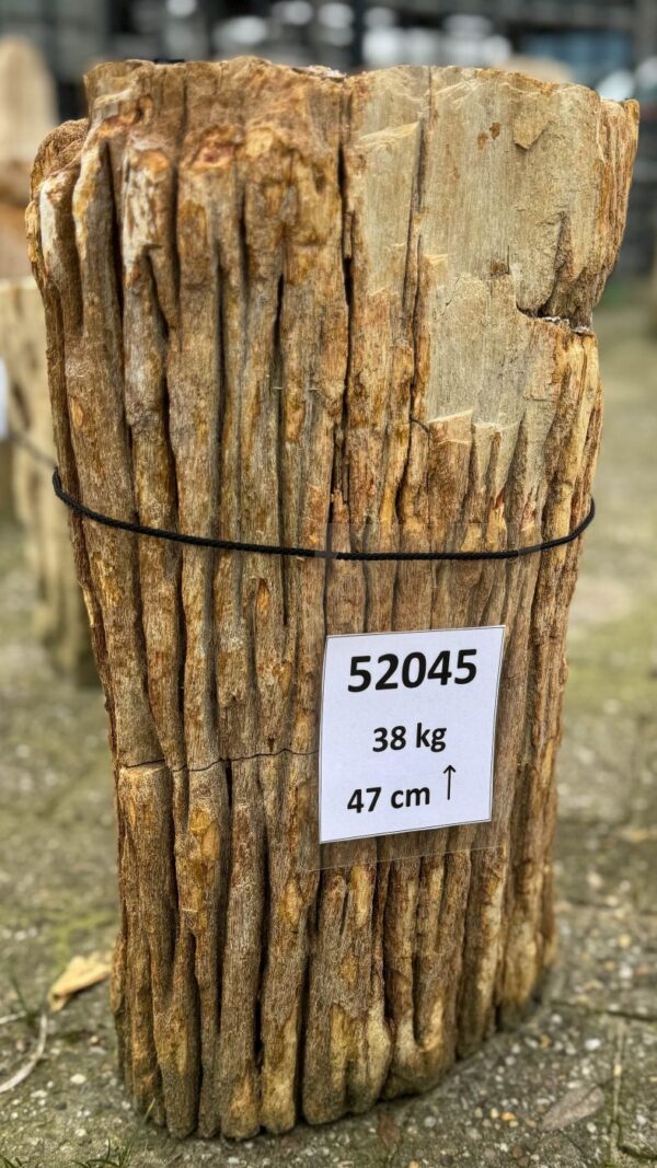 Memorial stone petrified wood 52045