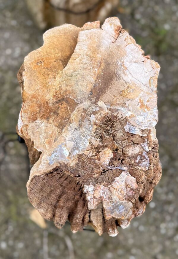 Memorial stone petrified wood 52045
