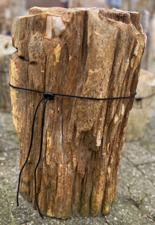 Memorial stone petrified wood 52045