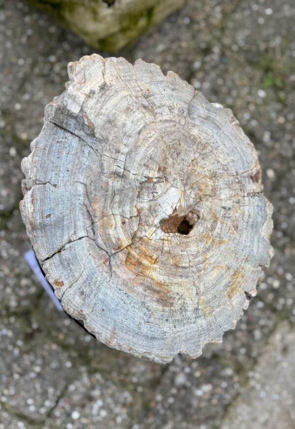 Memorial stone petrified wood 52093