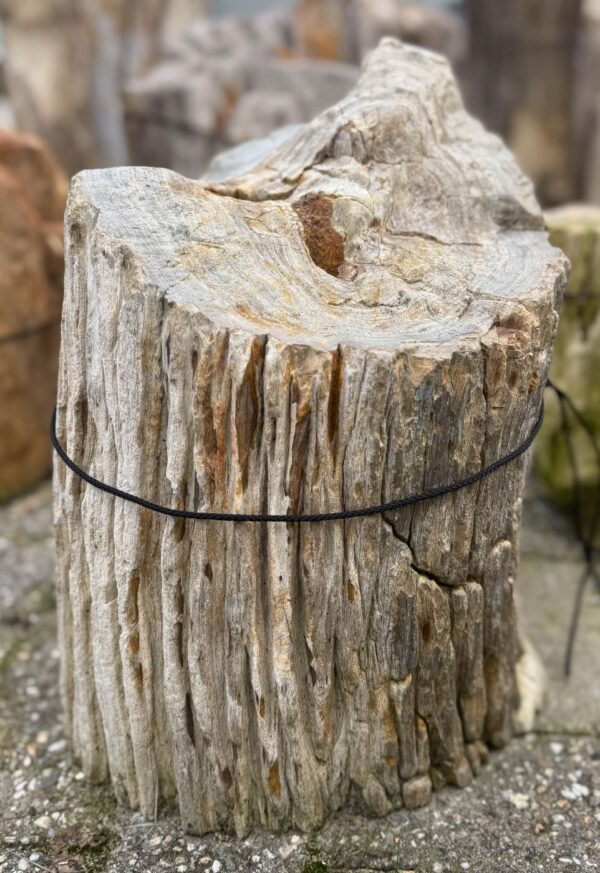 Memorial stone petrified wood 52093