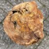 Memorial stone petrified wood 52095