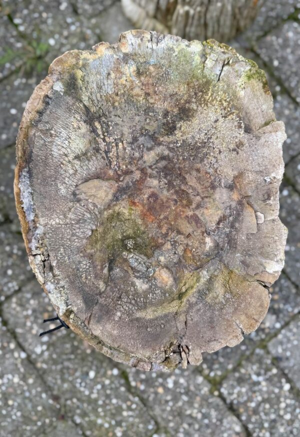 Memorial stone petrified wood 53128