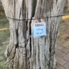 Memorial stone petrified wood 58042