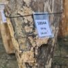 Memorial stone petrified wood 58044