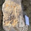 Memorial stone petrified wood 58044