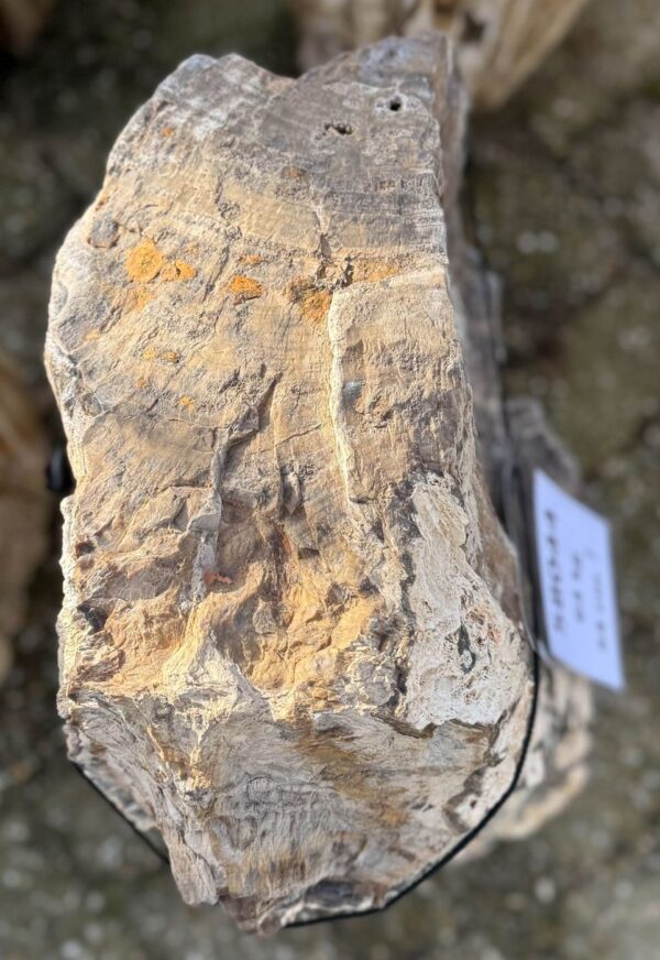 Memorial stone petrified wood 58044
