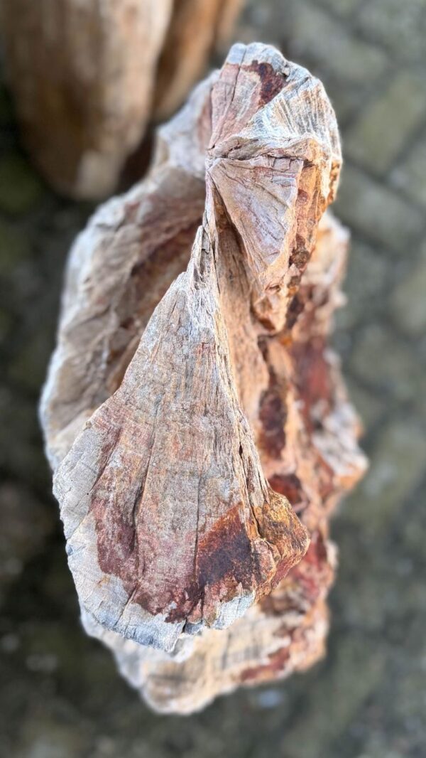 Memorial stone petrified wood 58045