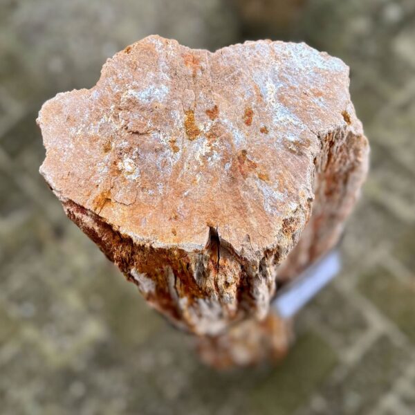 Memorial stone petrified wood 58046