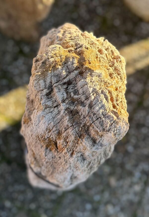 Memorial stone petrified wood 58047