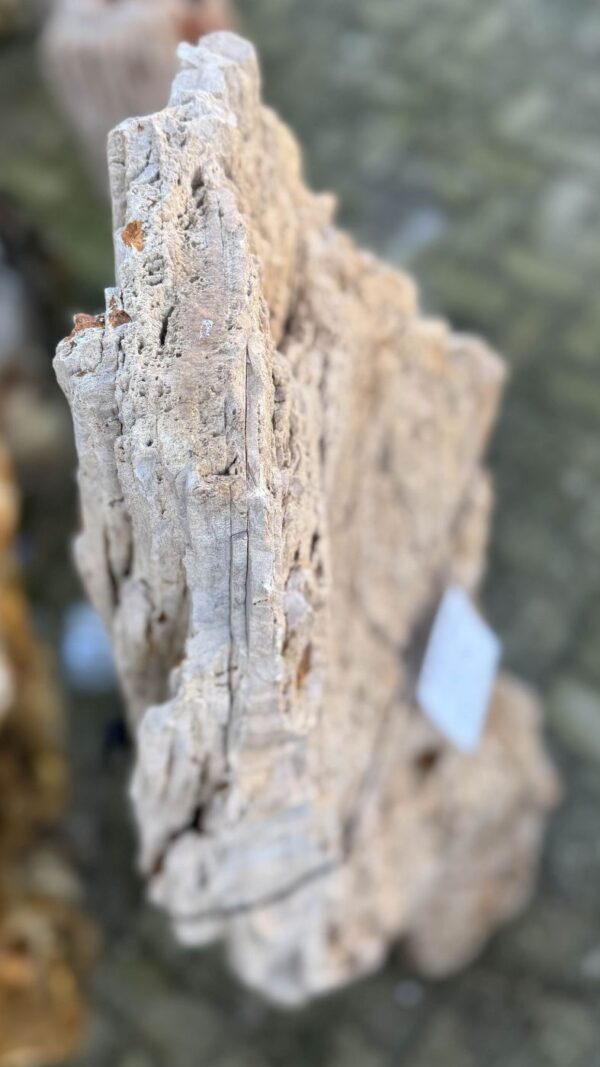Memorial stone petrified wood 58049