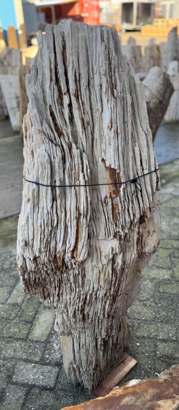 Memorial stone petrified wood 58049