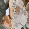 Memorial stone petrified wood 58050