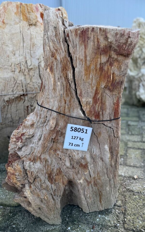 Memorial stone petrified wood 58051
