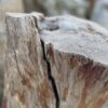Memorial stone petrified wood 58051