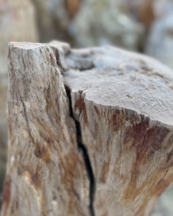 Memorial stone petrified wood 58051