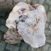 Memorial stone petrified wood 58051
