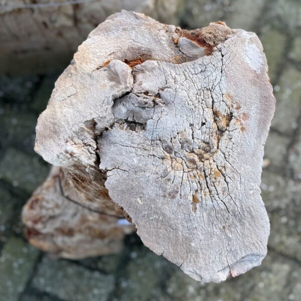 Memorial stone petrified wood 58051