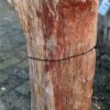Memorial stone petrified wood 58051
