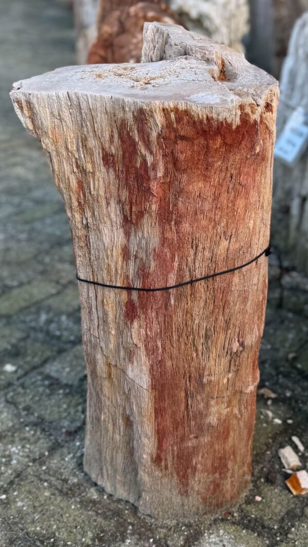 Memorial stone petrified wood 58051