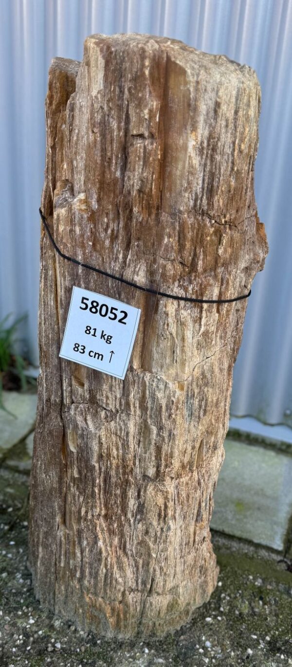 Memorial stone petrified wood 58052