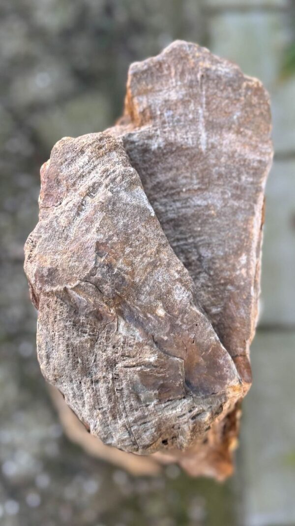 Memorial stone petrified wood 58052