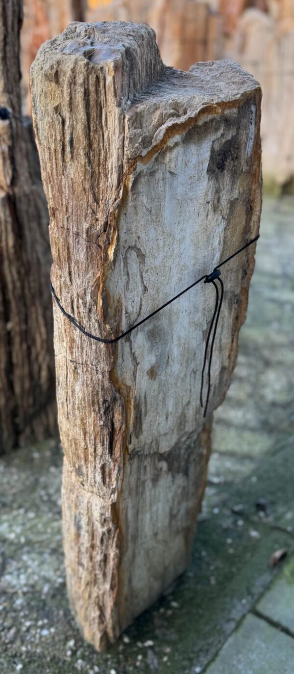 Memorial stone petrified wood 58052