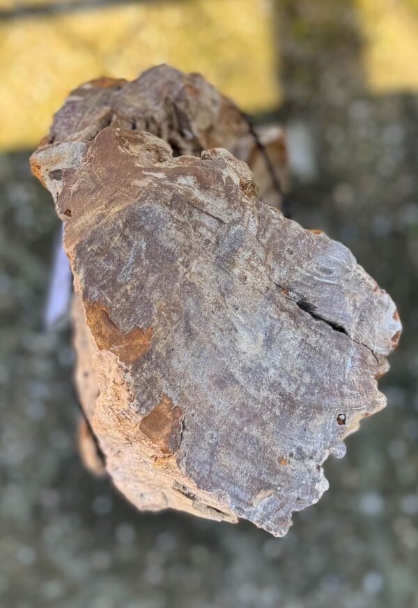 Memorial stone petrified wood 58053