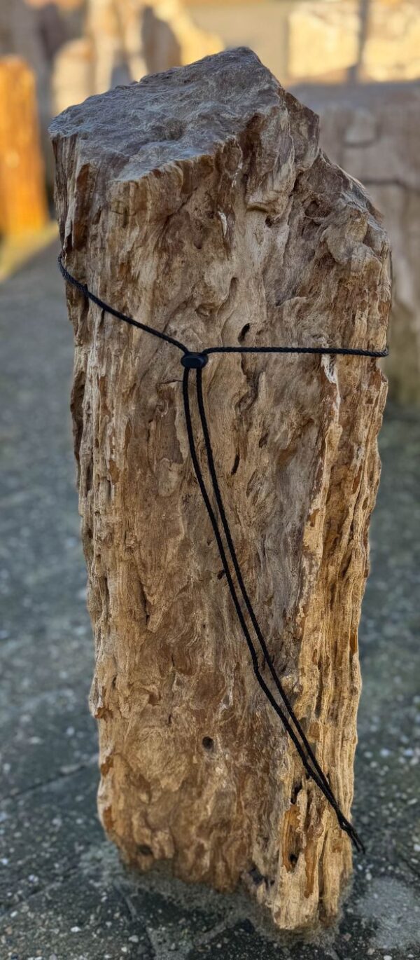 Memorial stone petrified wood 58053