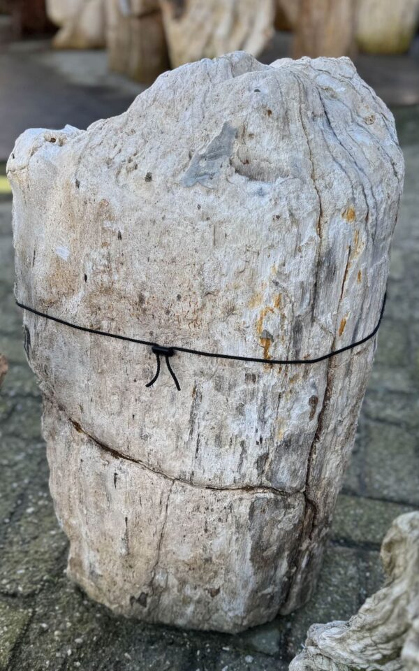 Memorial stone petrified wood 58054