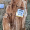 Memorial stone petrified wood 58055