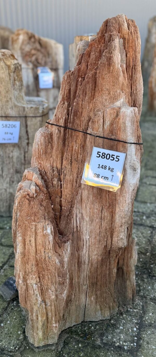 Memorial stone petrified wood 58055