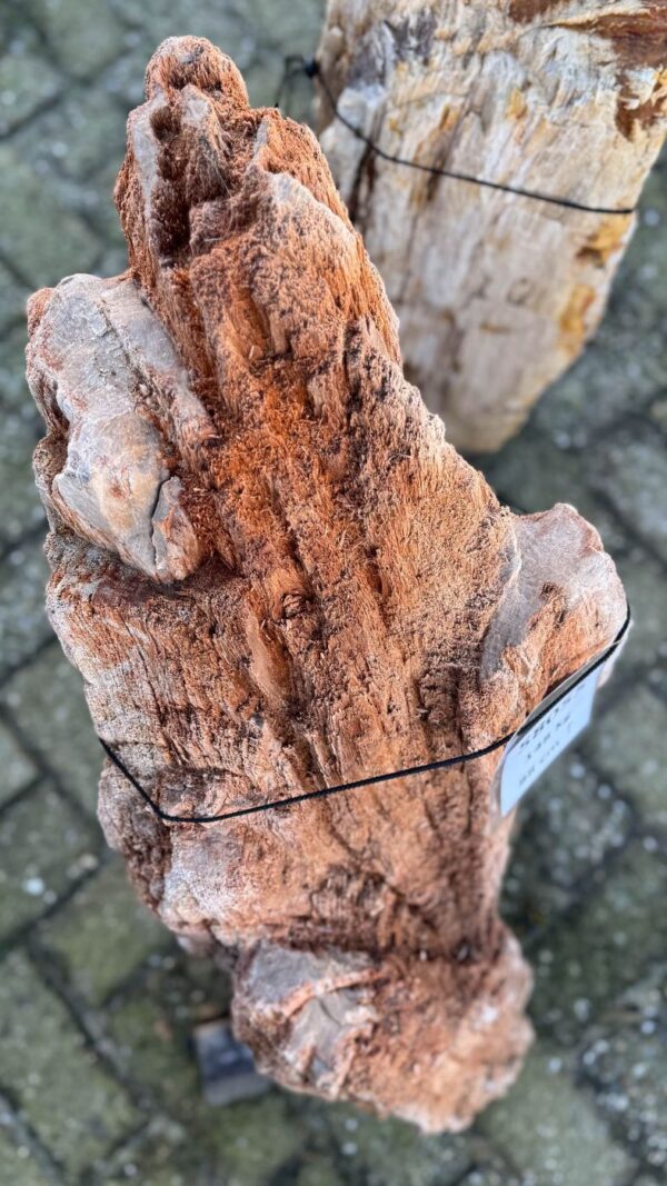 Memorial stone petrified wood 58055