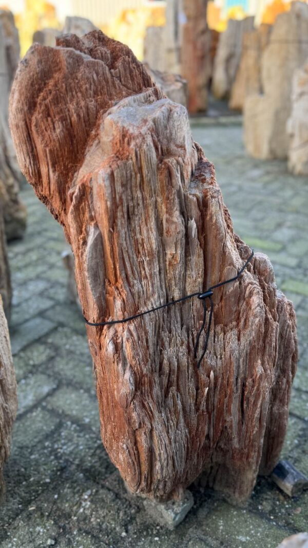 Memorial stone petrified wood 58055