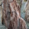 Memorial stone petrified wood 58055