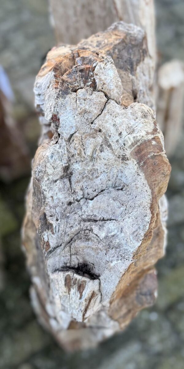 Memorial stone petrified wood 58059