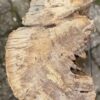 Memorial stone petrified wood 58063