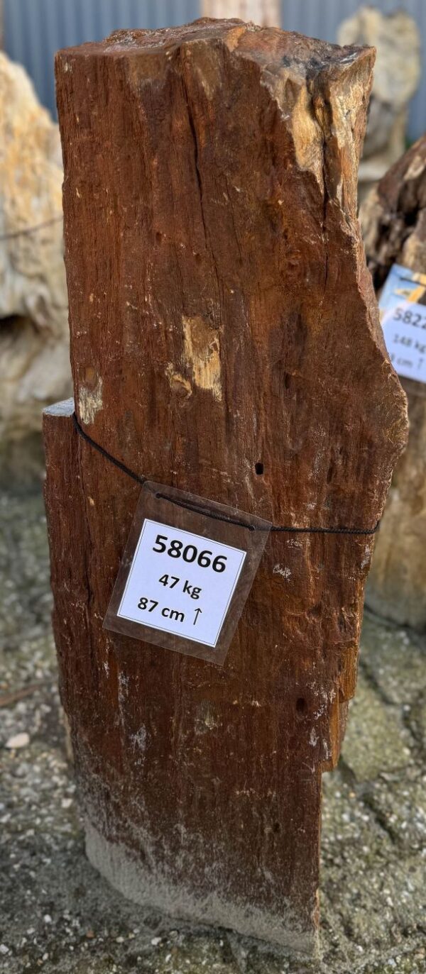 Memorial stone petrified wood 58066
