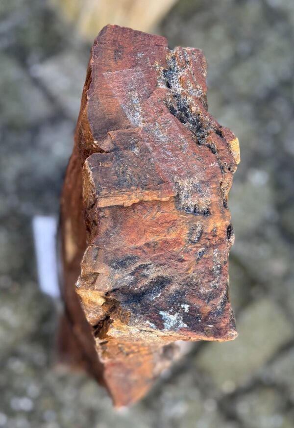 Memorial stone petrified wood 58066