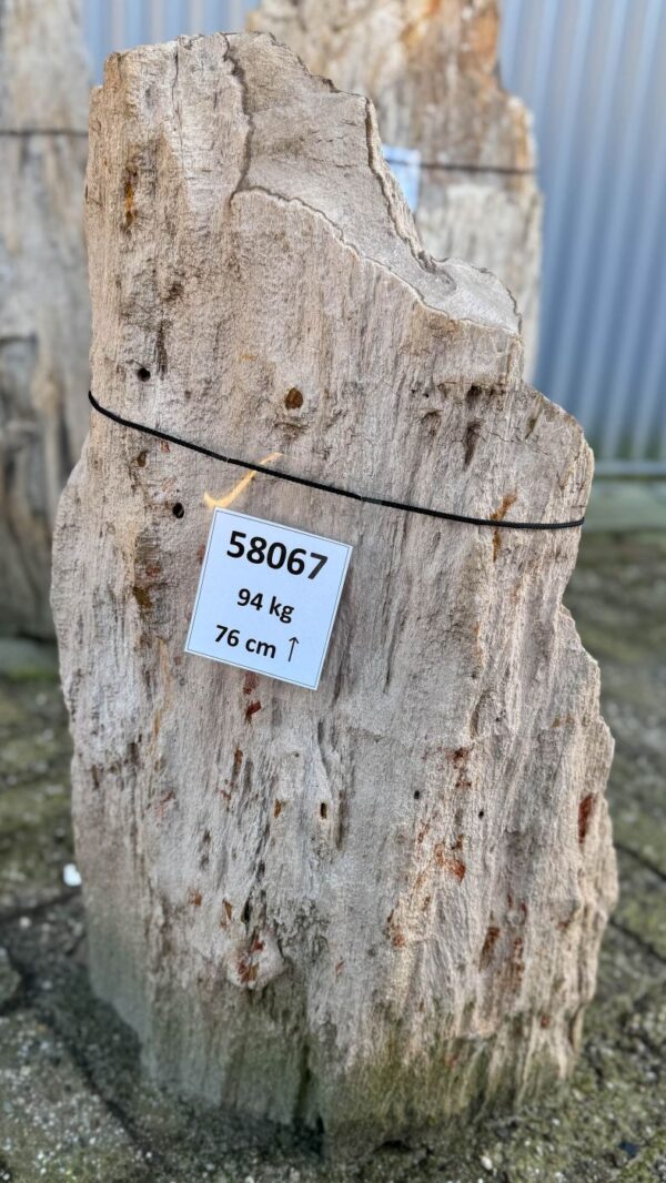 Memorial stone petrified wood 58067