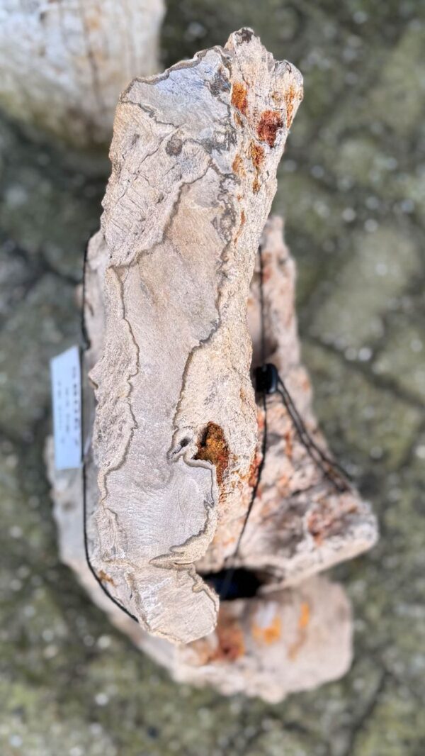 Memorial stone petrified wood 58067